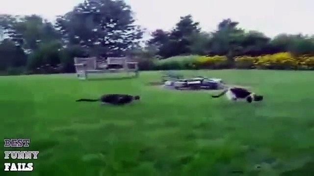 Funny Animals Compilation NEW September 2015. Sjove videoer. Grappige filmpjes. Lustige Vi