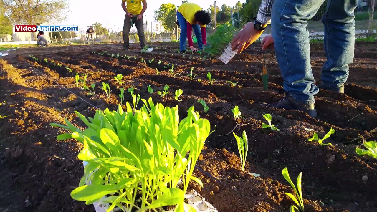 Orto sociale ad Andria nel quartiere San Valentino (Stagione Invernale 2015)