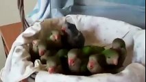 Baby parrots are excited to eat Look how cute they are!