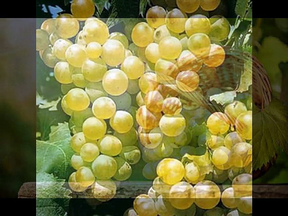 Paulo Alexandre - Verde Vinho