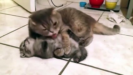 Beat Baldwin Cleaning - This might be too cute for your eyes