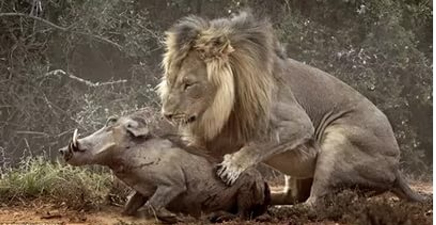 Lion attaquer Porcine