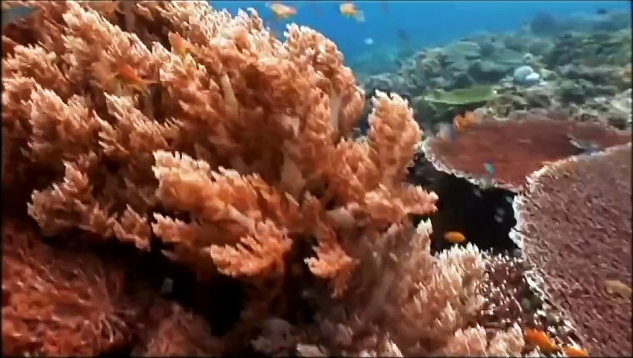 The Evolution of Sex Documentary - Sex Documentary 2015