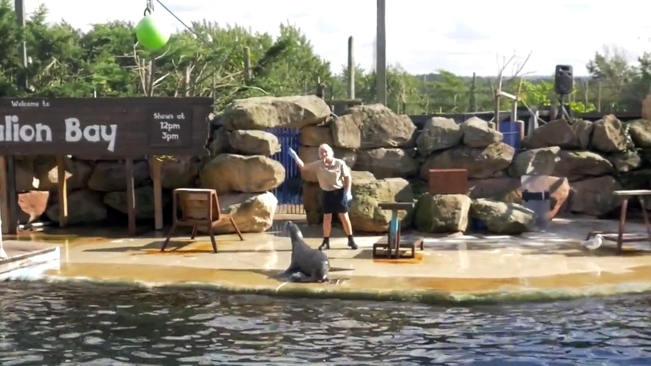 Sea Lion Live Show at Chessington Theme Park Resort
