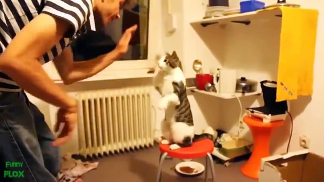 Самые смешные и прикольные животные планеты и конечно же неудачные моменты животных 2015 №12