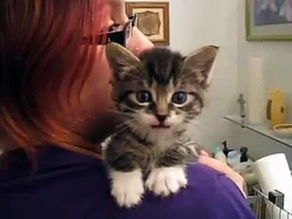 Talking Kitten