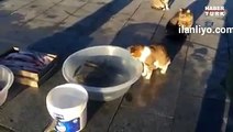 Kedi Balığı Avladı Bakın Sonra Ne Oldu