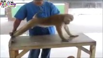 CRAZY!! Funny Monkey Doing Exercise Push Ups & Crunches