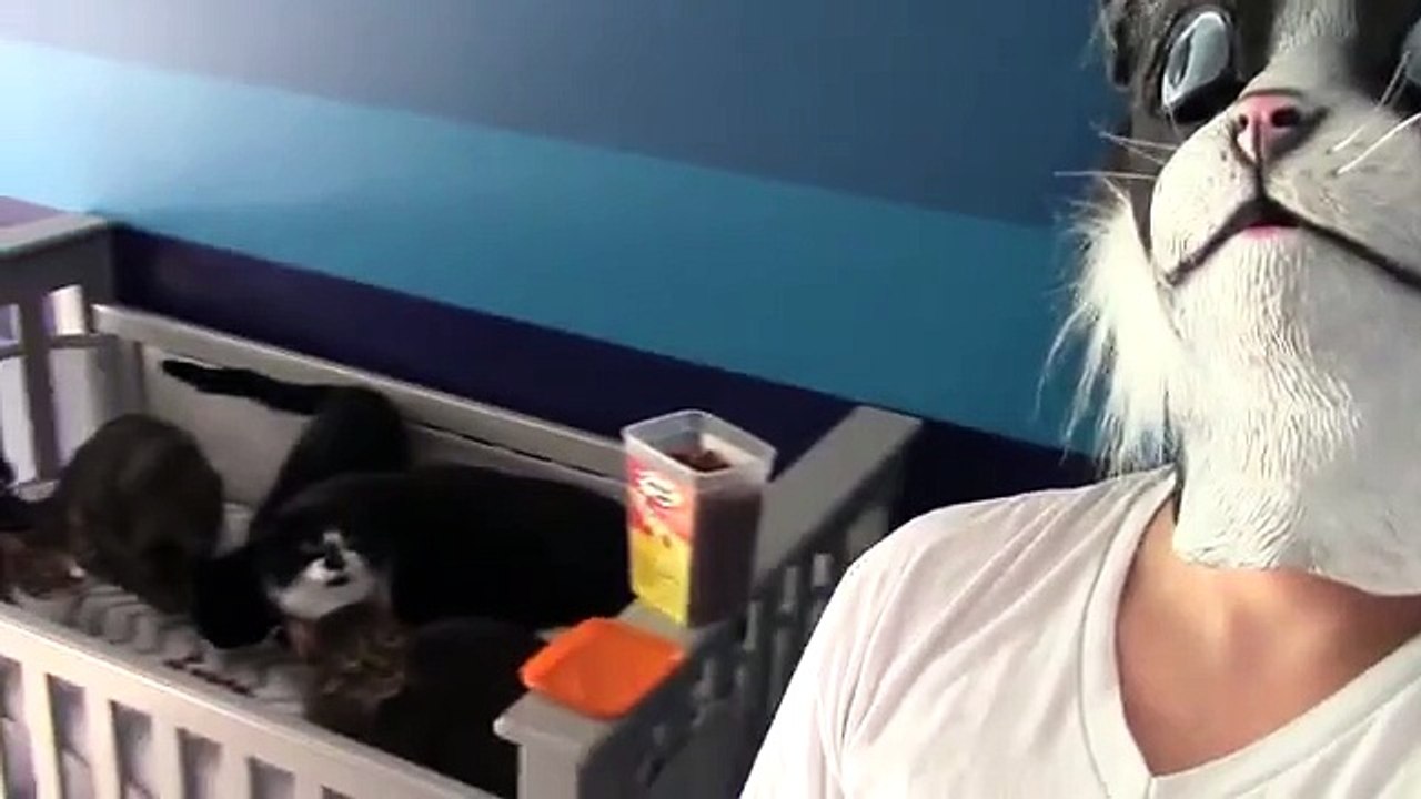 Comment faire peur à des chats ?