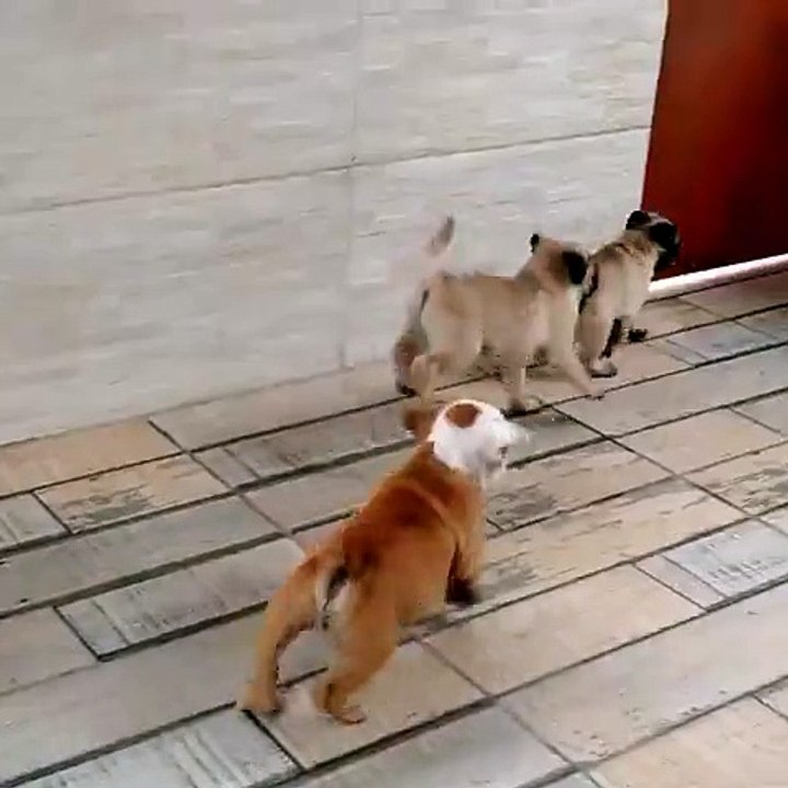 Happiness is a room full of puppies..