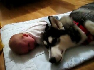 Siberian Husky and baby crying together