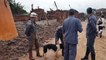 Bombeiros utilizam cães farejadores em buscas em Bento Rodrigues