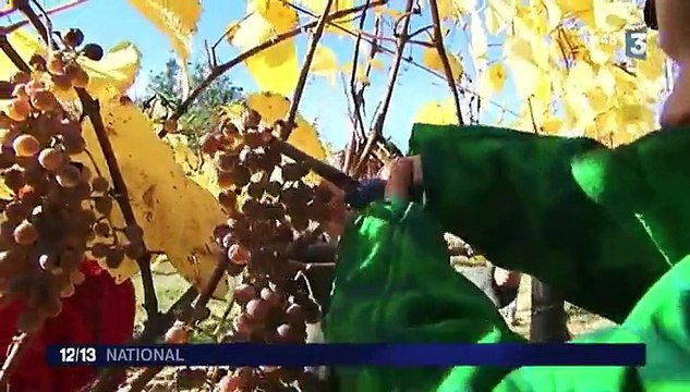 À Aydie, les vendanges sont loin d'être finies