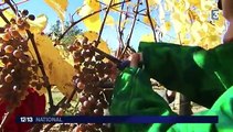 À Aydie, les vendanges sont loin d'être finies