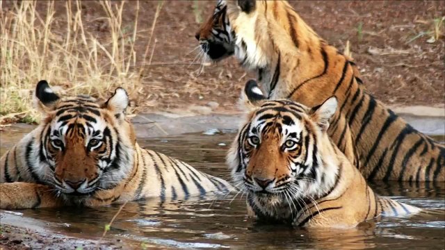 Jim Corbett National Park