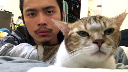 Ce chat bouge en rythme sur le dernier titre de Drake