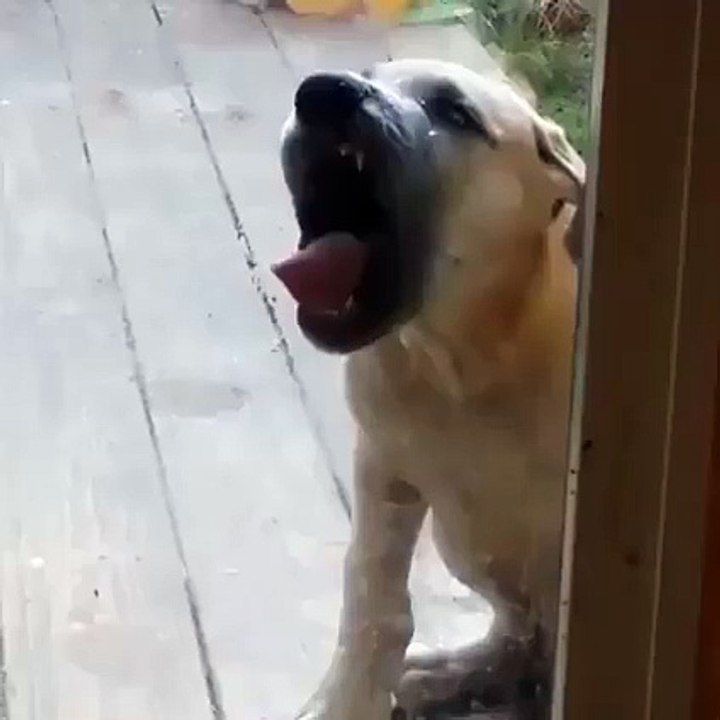 THIS IS THE BEST DOG VINE EVER..