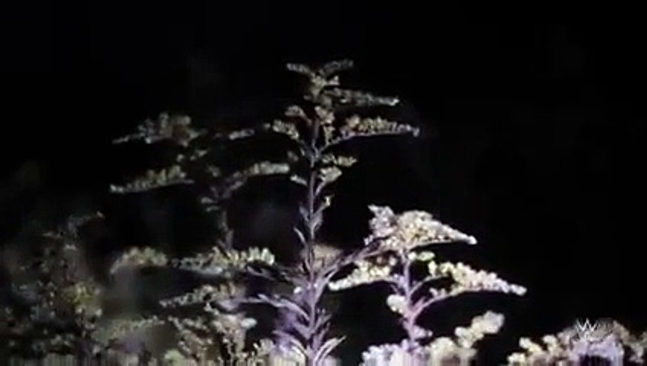 Bray Wyatt and the man in the woods  Superstar Ghost Stories