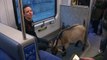 Goat on the GO! Turbo rides the train to Royal Winter Fair