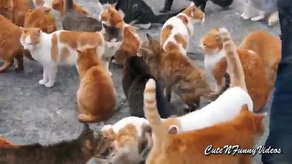 Cat Island (partie 2). Chats drôles mangent