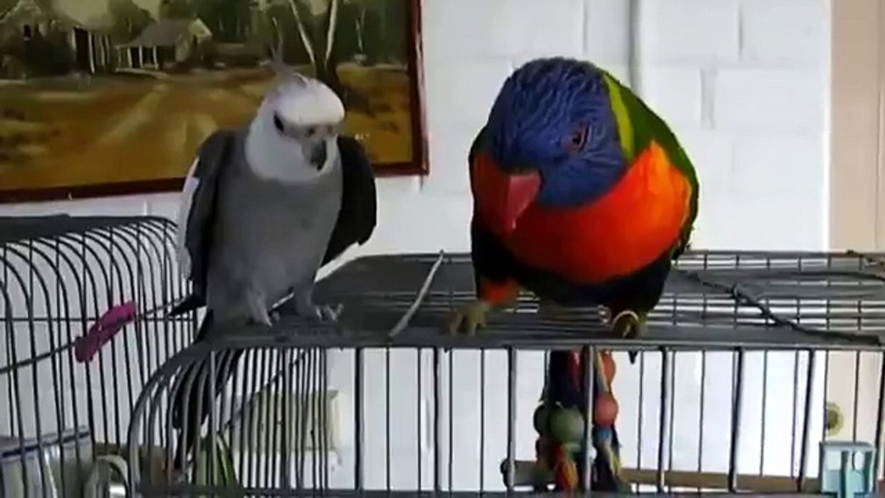 Perroquets très attentif. Deux perroquet drôle