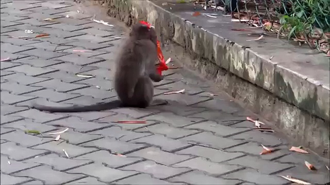 Singe amusant. Amuse drôle de singe