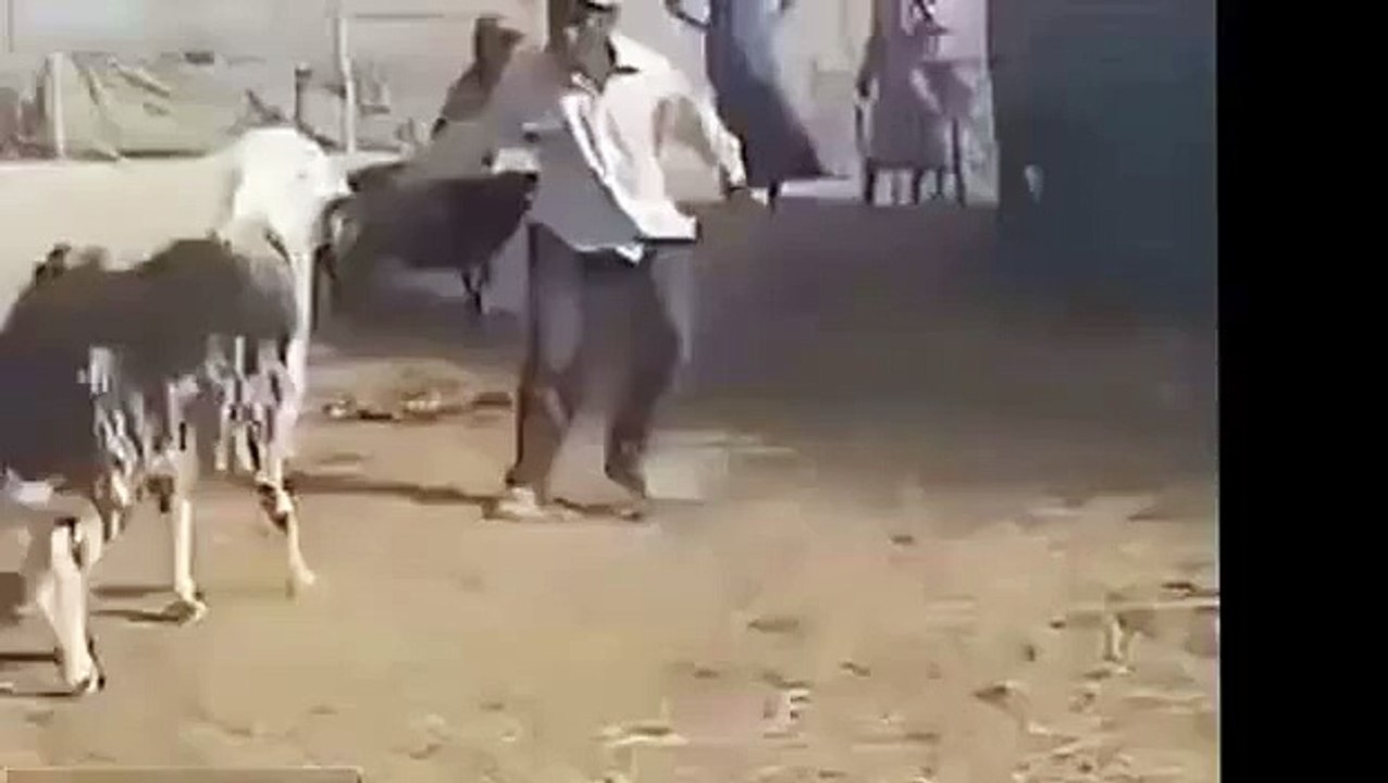 Sheep vengeance. Drôle mégots de moutons homme pour la cause