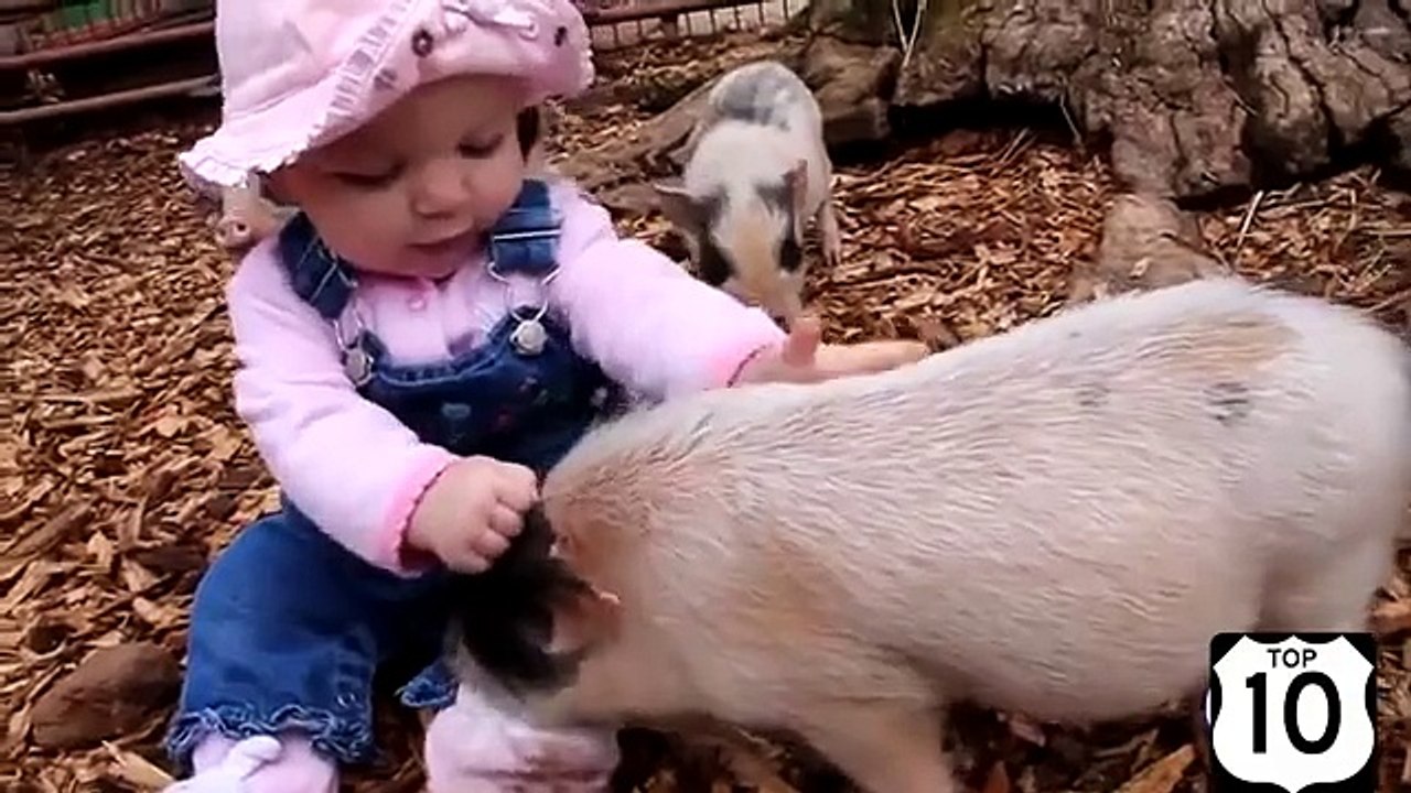 Ils sont également capables de batifoler. Mini-porcs amusant et drôle