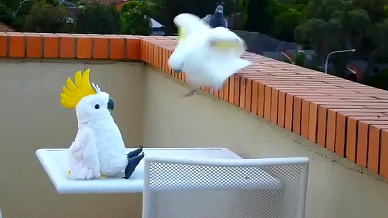 No es real. Loros divertidos encontraron un amigo