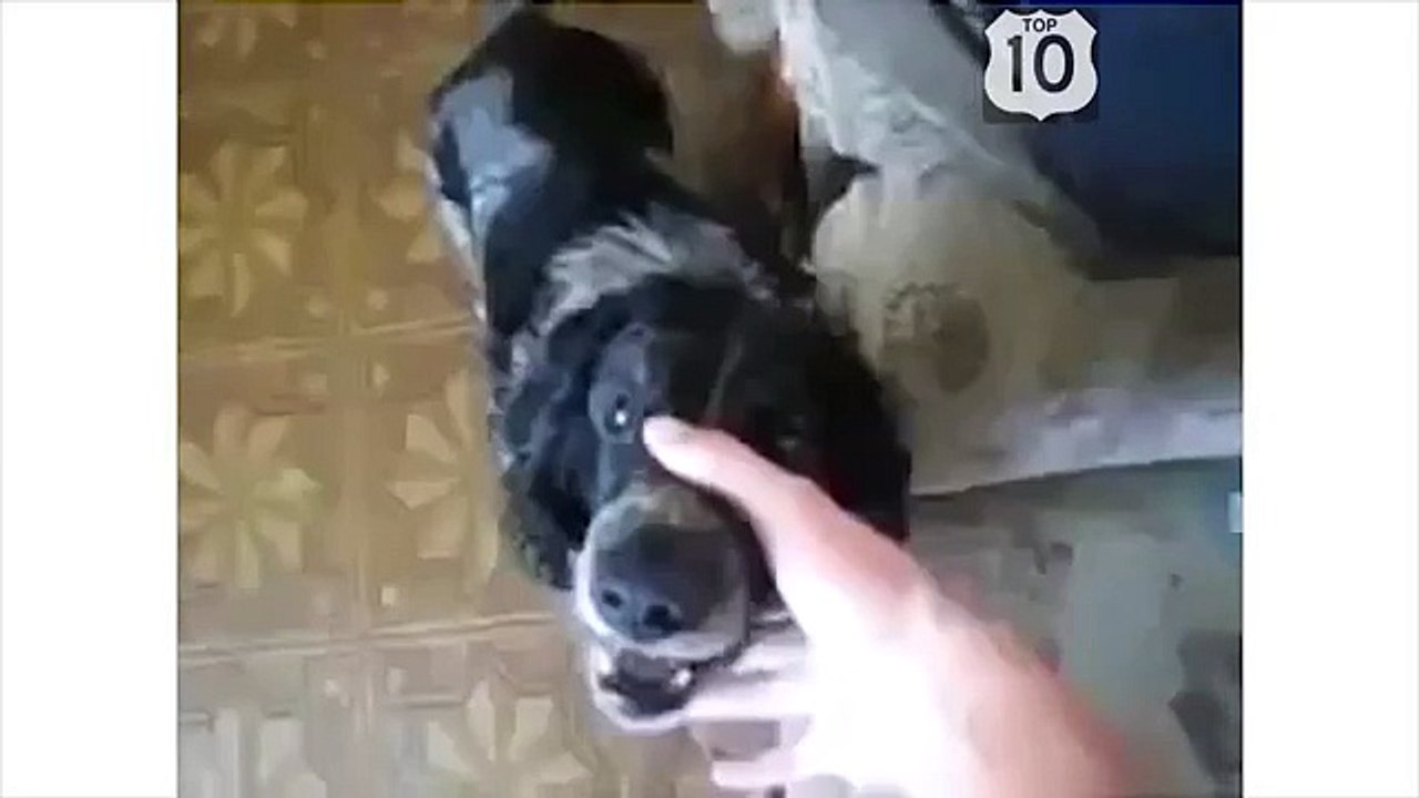 Ellos se ríen y se divierten. Perro divertido y divertido