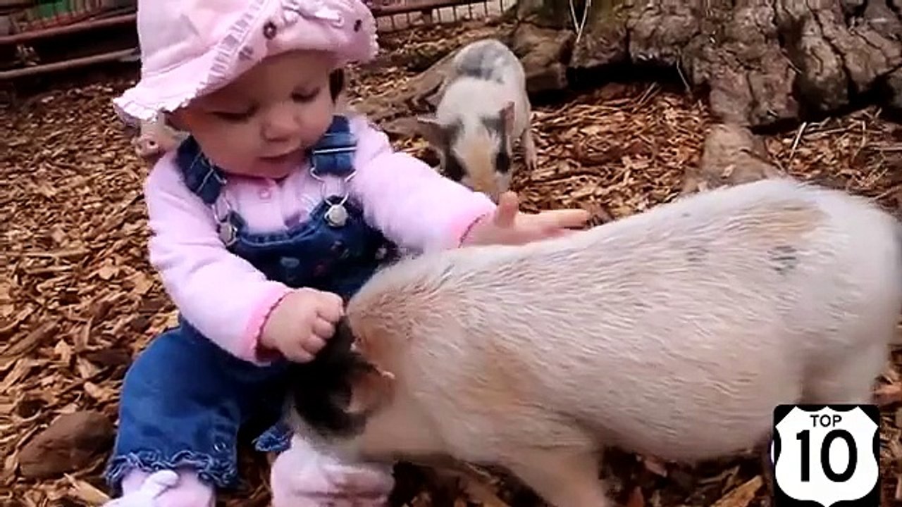 También son capaces de divertirse. Mini-cerdos divertido y gracioso