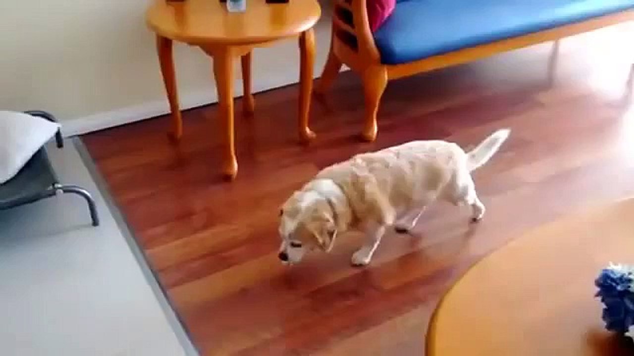 Una vez más nakosyachila. Perro algo divertido para culpar