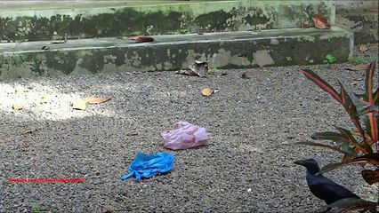 Cuervo cuidadosa. Cuervo divertido que está custodiada en el paquete