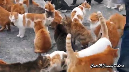 Cat Island (parte 2). Gatos divertidos comen