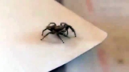 A la caza de un láser. Divertido araña caza de láser