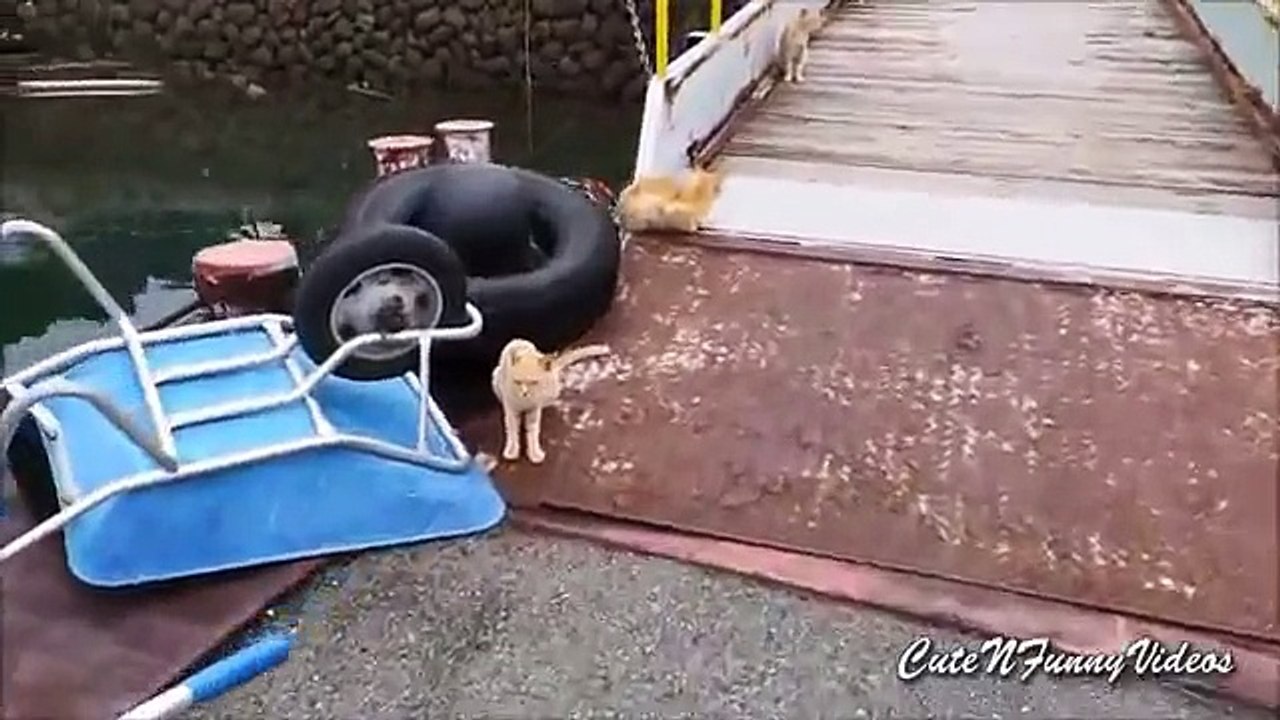 Cat Island (parte 3). Japonesa de descanso divertido gato
