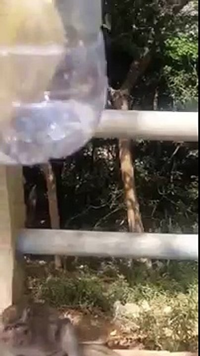 Mono y plátano en una botella de PET. Mono divertido consigue unas botellas de PET de plátano