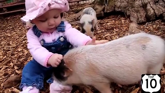 Eles também são capazes de brincar. Mini-porcos divertido e engraçado