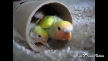 Congestionamento inseparáveis. Papagaios engraçados lovebirds em um túnel de brinquedo