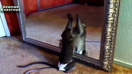 Macaco-hooligan. macaco engraçado