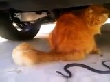 Cat vs Snake! TOP 10! Amazing Cat Attack Snake - Compilation 2015!!!