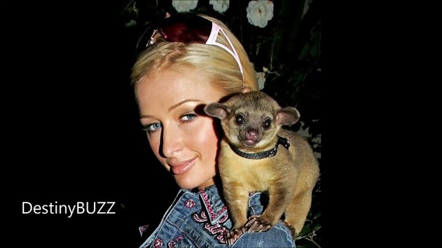 Animaux de compagnies de Stars