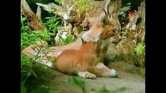 Развивающее видео для детей от года. Дикие животные и их детеныши (Звуки). Умный Ребенок