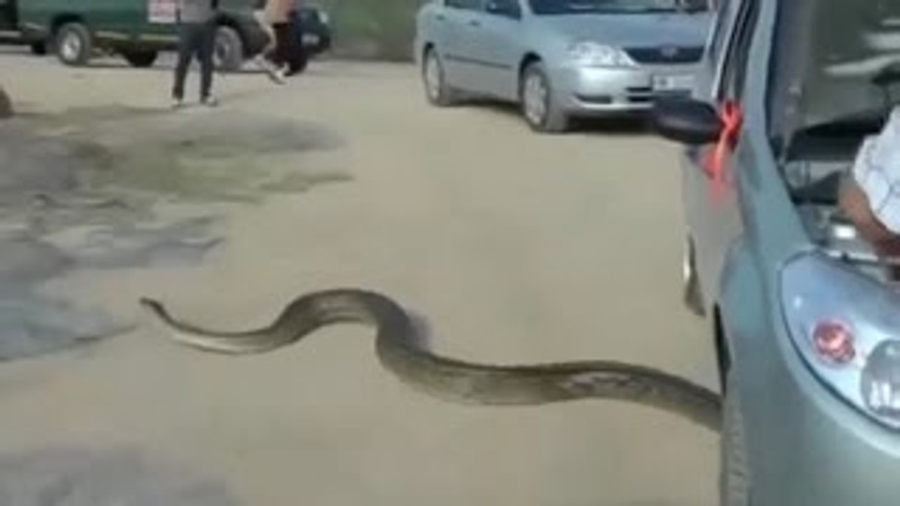 Giant Pythons Man Attack | Snake Attack - Dailymotion Video