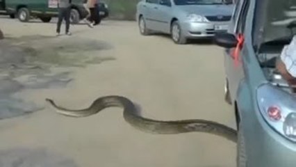 Giant Pythons Man Attack | Snake Attack
