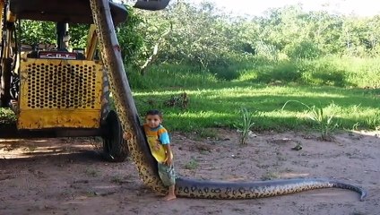 Download Video: Giant Anaconda - Sucuri - Green Anaconda - Eunectes Murinus