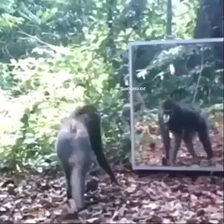 latest funny clip