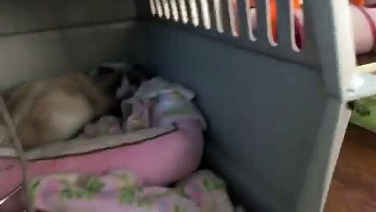 Meet Julians New Cats