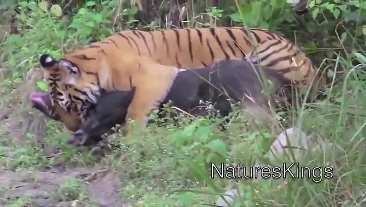 Full length BBC documentary 2015 Top 5 Wild Animal Attacks 2014 HD