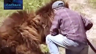 Lion Attack Friendly Powerful and Most Dangerous  Best Wild Animal Videos